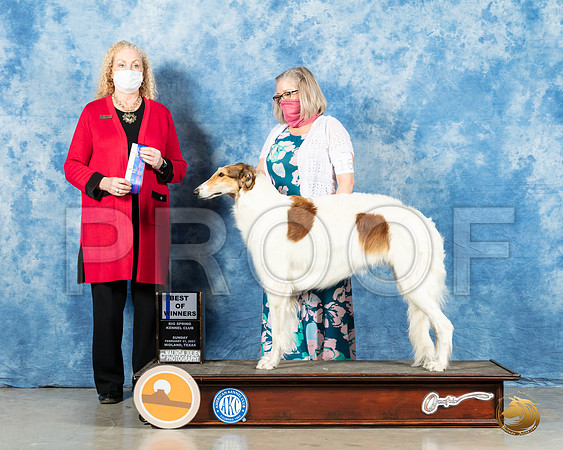 Borzoi #16 Sun BOW Judge Kimberly Meredith_MMJ_1352_Mdlnd21_HR3