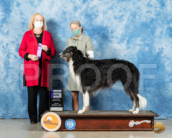Borzoi #21 Sun WD Judge Kim Meredith_MMJ_1348_Mdlnd21_HR3