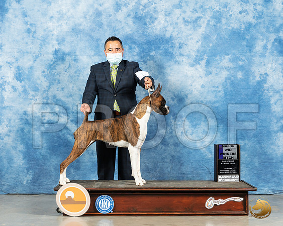 Boxer #10 Sun WB Judge Harold Tatro_MMJ_1210_Mdlnd21_HR3