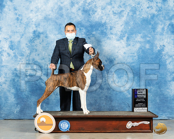 Boxer #10 Sun WB Judge Harold Tatro_MMJ_1211_Mdlnd21_HR3
