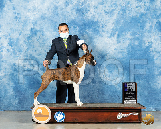 Boxer #10 Sun WB Judge Harold Tatro_MMJ_1213_Mdlnd21_HR3