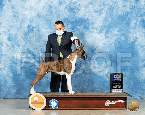Boxer #10 Sun WB Judge Harold Tatro_MMJ_1215_Mdlnd21_HR3