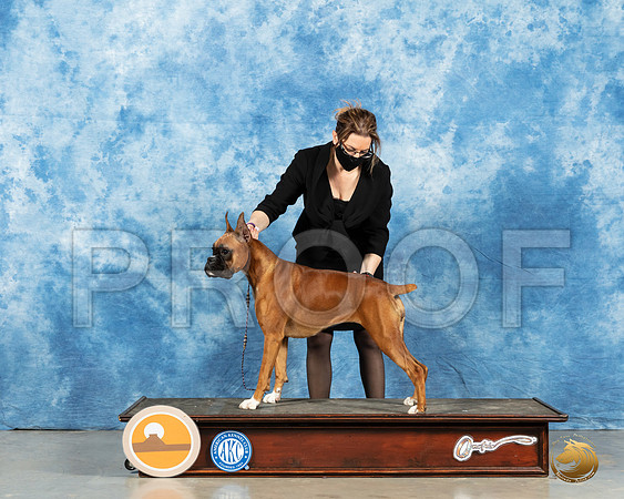 Boxer #30 Sun_MMJ_1246_Mdlnd21_HR3