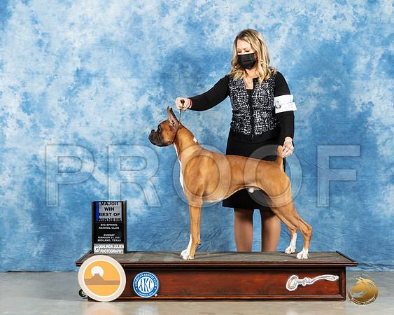 Boxer #39 Sun BOW Judge Harold Tatro_MMJ_1195_Mdlnd21_HR3