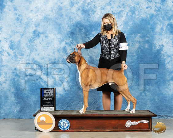Boxer #39 Sun BOW Judge Harold Tatro_MMJ_1197_Mdlnd21_HR3