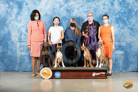 Boxer & Flat Coats Group_MMJ_1313_Mdlnd21_HR3