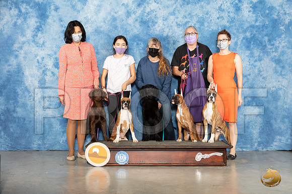 Boxer & Flat Coats Group_MMJ_1314_Mdlnd21_HR3