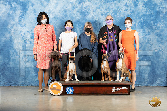 Boxer & Flat Coats Group_MMJ_1315_Mdlnd21_HR3