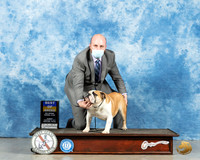 Bulldog #19 Sun BOW Judge Ted Eubanks