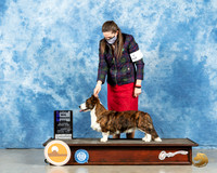 Cardigan Welsh Corgi #11 Sun WD Judge Judith Brown