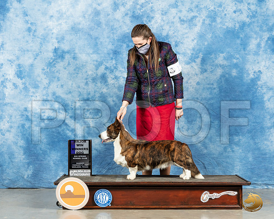 Cardigan Welsh Corgi #11 Sun WD Judge Judith Brown_MMJ_1109_Mdlnd21_HR3
