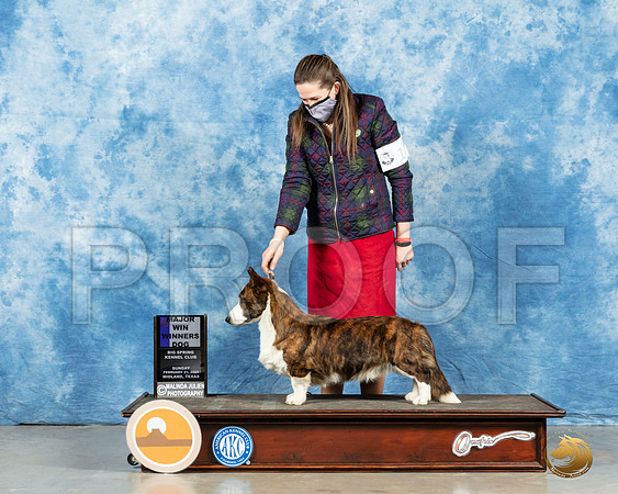 Cardigan Welsh Corgi #11 Sun WD Judge Judith Brown_MMJ_1111_Mdlnd21_HR3