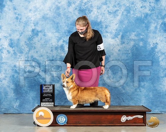 Cardigan Welsh Corgi #20 Sun BOW Judge Judith Brown_MMJ_1114_Mdlnd21_HR3
