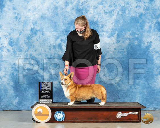 Cardigan Welsh Corgi #20 Sun BOW Judge Judith Brown_MMJ_1115_Mdlnd21_HR3