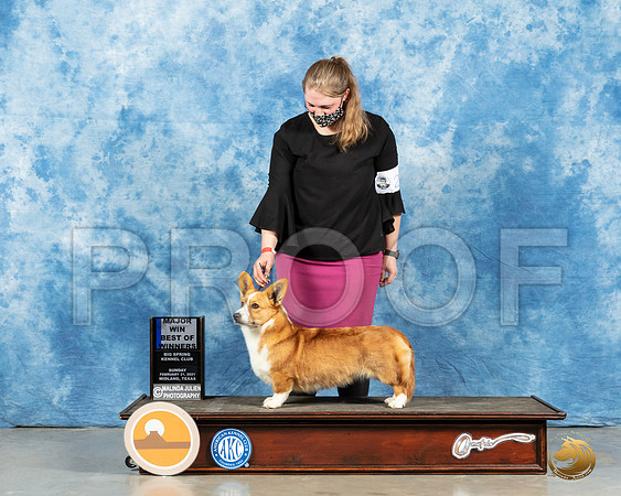 Cardigan Welsh Corgi #20 Sun BOW Judge Judith Brown_MMJ_1117_Mdlnd21_HR3
