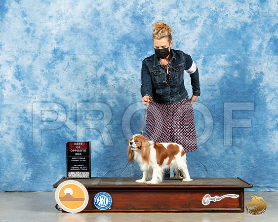 Cavalier King Charles Spaniel #24 Sun BOS Judge John Booth_MMJ_1169_Mdlnd21_HR3