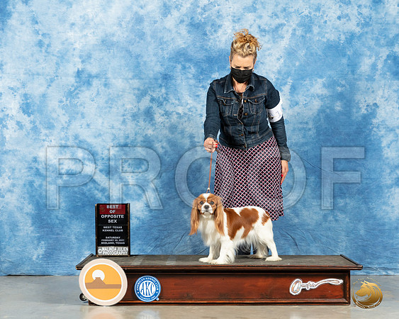 Cavalier King Charles Spaniel #24 Sun BOS Judge John Booth_MMJ_1173_Mdlnd21_HR3