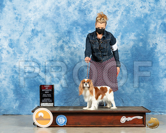 Cavalier King Charles Spaniel #24 Sun BOS Judge John Booth_MMJ_1174_Mdlnd21_HR3