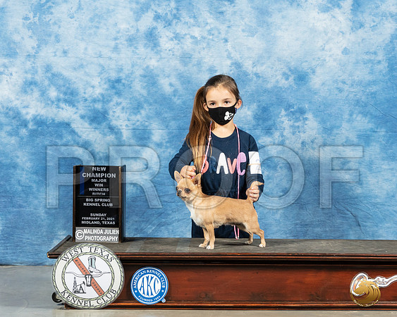 Chihuahua Smooth #26 Sun WB Judge Dr Steve Keating_MMJ_1823_Mdlnd21_HR3