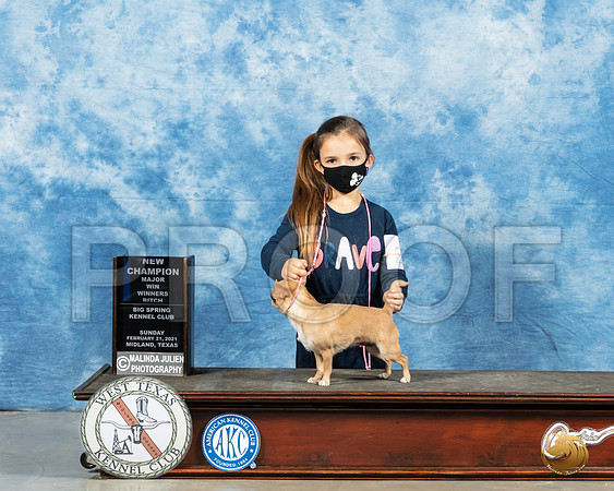 Chihuahua Smooth #26 Sun WB Judge Dr Steve Keating_MMJ_1827_Mdlnd21_HR3