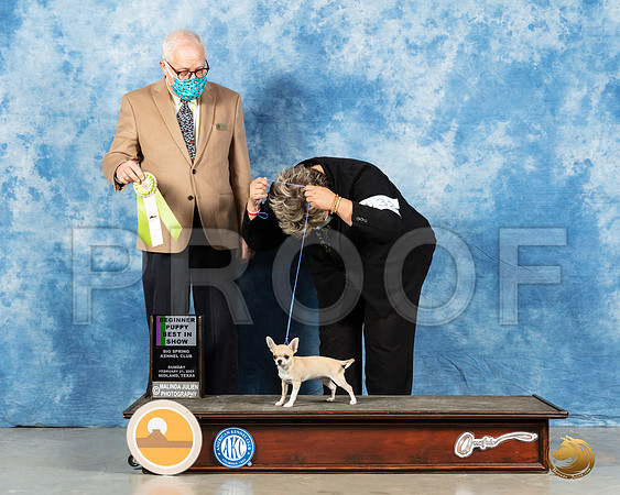 Chihuahua Smooth #32 Sun 4to6BIS Judge Dr Erik Liebes _MMJ_1097_Mdlnd21_HR3