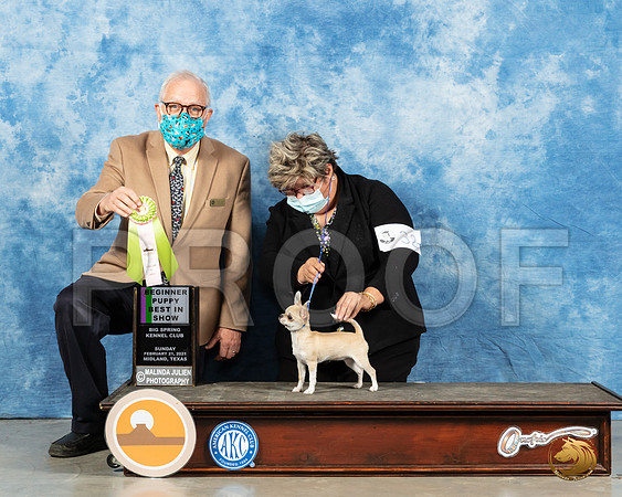 Chihuahua Smooth #32 Sun 4to6BIS Judge Dr Erik Liebes _MMJ_1100_Mdlnd21_HR3