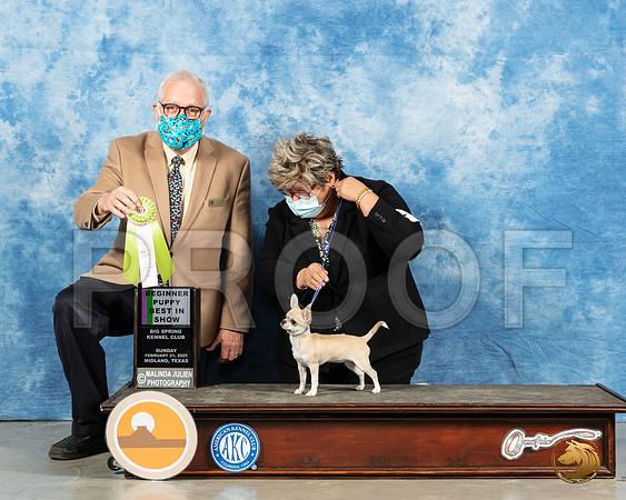 Chihuahua Smooth #32 Sun 4to6BIS Judge Dr Erik Liebes _MMJ_1102_Mdlnd21_HR3