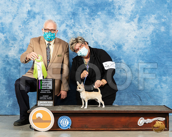 Chihuahua Smooth #32 Sun 4to6BIS Judge Dr Erik Liebes _MMJ_1103_Mdlnd21_HR3