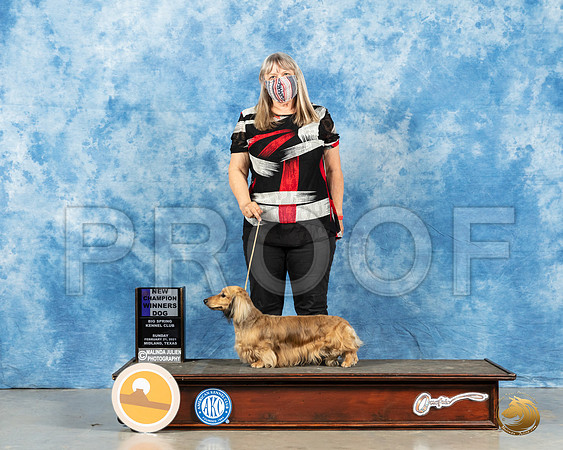 Dachshund Long Coat #7 Sun WD Dual Champion Judge Dr Erik Liebes_MMJ_1300_Mdlnd21_HR3