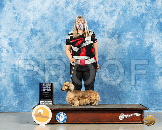 Dachshund Long Coat #7 Sun WD Dual Champion Judge Dr Erik Liebes_MMJ_1302_Mdlnd21_HR3