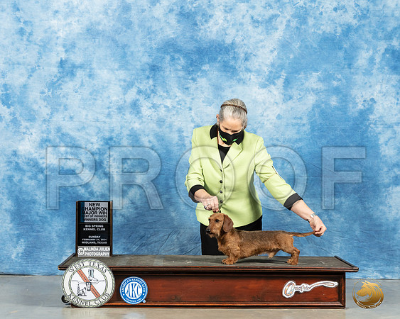 Dachshund Wire #5 Sun BOW Judge Dr Erik Liebes_MMJ_1834_Mdlnd21_HR3