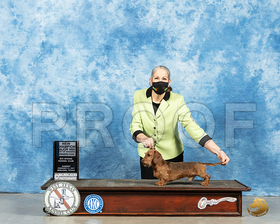 Dachshund Wire #5 Sun BOW Judge Dr Erik Liebes_MMJ_1835_Mdlnd21_HR3