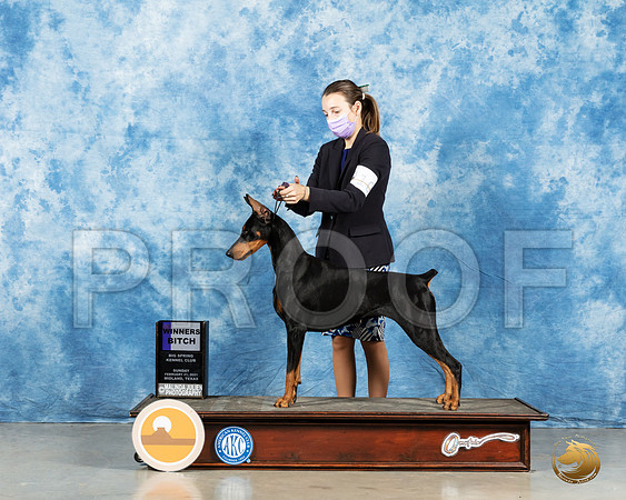Doberman Pinscher #10 SB Judge Harold Tatro_MMJ_1987_Mdlnd21_HR3