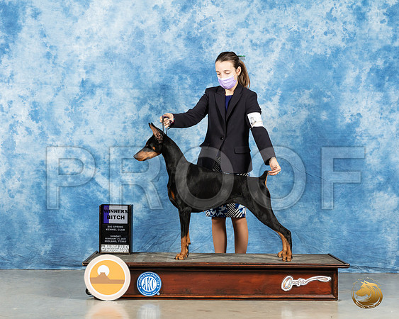 Doberman Pinscher #10 SB Judge Harold Tatro_MMJ_1990_Mdlnd21_HR3