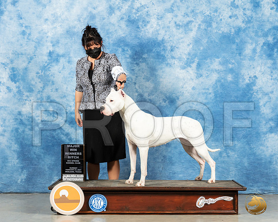 Dogo Argentino #14 Sun BOS Judge Charles Olvis_MMJ_1873_Mdlnd21_HR3