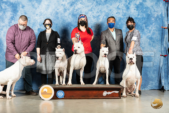 Dogo Argentino #15 Sun_MMJ_1948_Mdlnd21_HR3