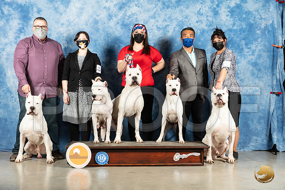 Dogo Argentino #15 Sun_MMJ_1950_Mdlnd21_HR3