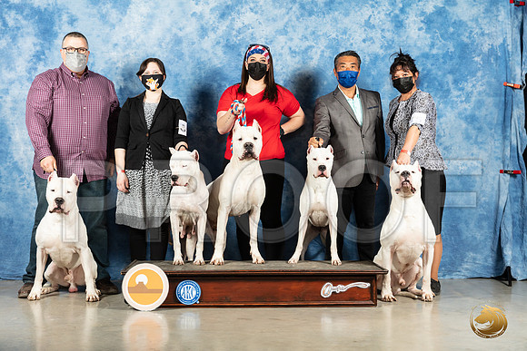 Dogo Argentino #15 Sun_MMJ_1951_Mdlnd21_HR3