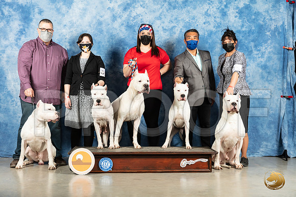 Dogo Argentino #15 Sun_MMJ_1956_Mdlnd21_HR3