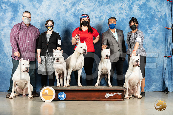 Dogo Argentino #15 Sun_MMJ_1958_Mdlnd21_HR3