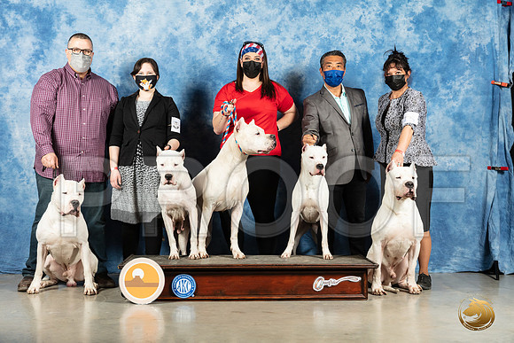 Dogo Argentino #15 Sun_MMJ_1960_Mdlnd21_HR3