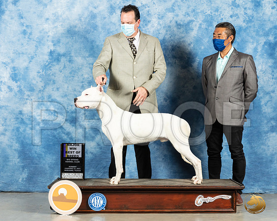 Dogo Argentino #5 Sun BOB Judge Charles Olvis_MMJ_1885_Mdlnd21_HR3