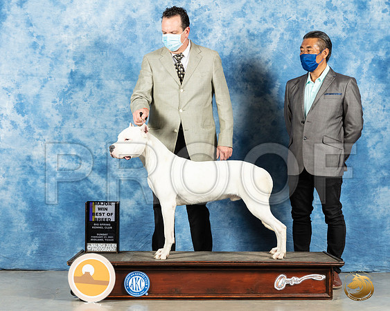 Dogo Argentino #5 Sun BOB Judge Charles Olvis_MMJ_1889_Mdlnd21_HR3