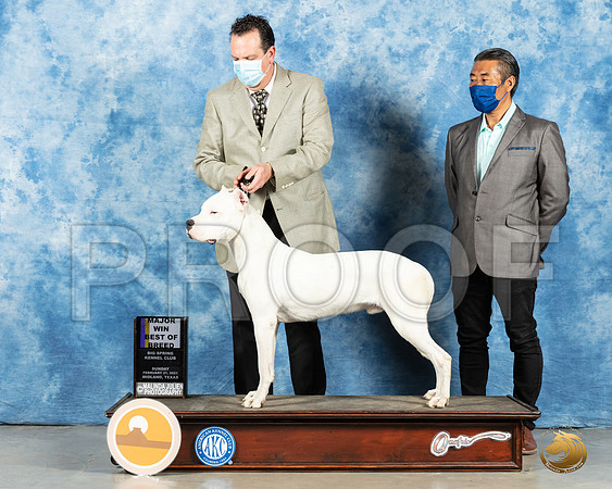 Dogo Argentino #5 Sun BOB Judge Charles Olvis_MMJ_1890_Mdlnd21_HR3