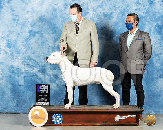 Dogo Argentino #5 Sun BOB Judge Charles Olvis_MMJ_1892_Mdlnd21_HR3