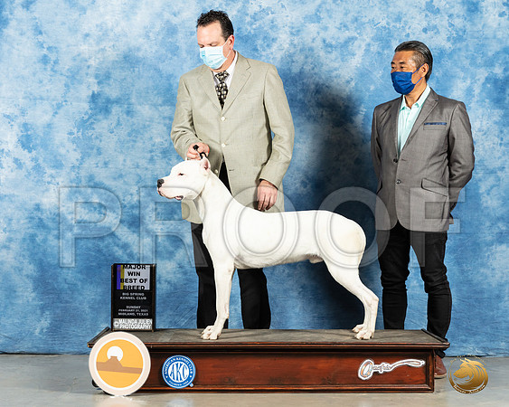 Dogo Argentino #5 Sun BOB Judge Charles Olvis_MMJ_1893_Mdlnd21_HR3