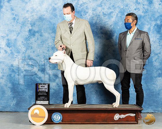 Dogo Argentino #5 Sun BOB Judge Charles Olvis_MMJ_1894_Mdlnd21_HR3