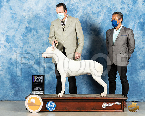Dogo Argentino #5 Sun BOB Judge Charles Olvis_MMJ_1895_Mdlnd21_HR3