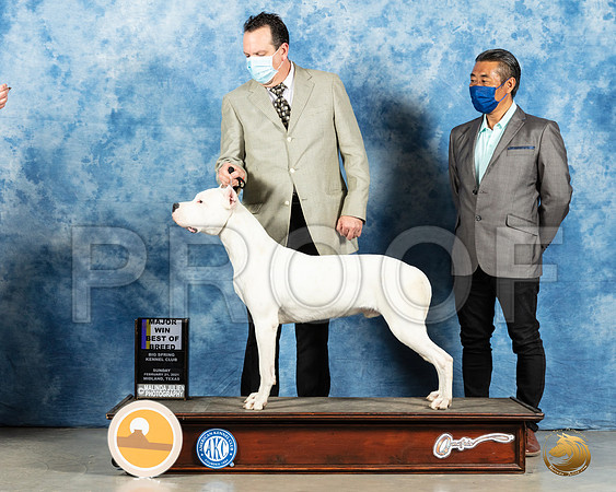 Dogo Argentino #5 Sun BOB Judge Charles Olvis_MMJ_1896_Mdlnd21_HR3
