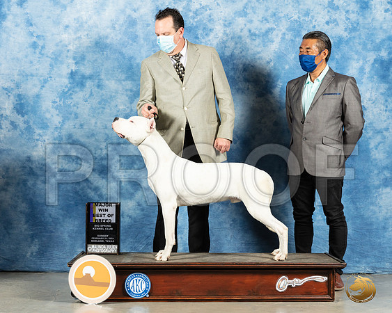 Dogo Argentino #5 Sun BOB Judge Charles Olvis_MMJ_1897_Mdlnd21_HR3